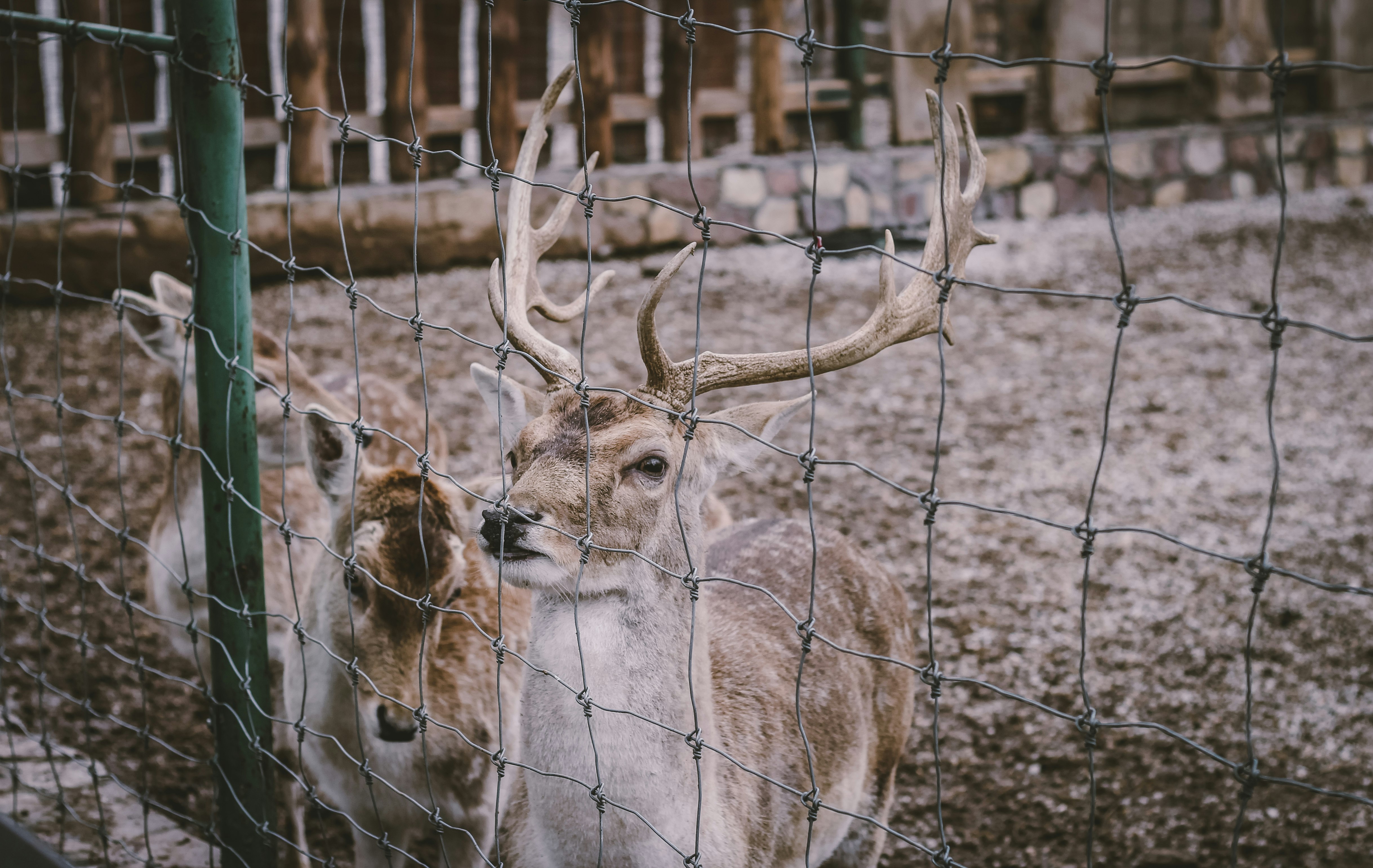 three brown deers